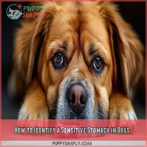 How to Identify a Sensitive Stomach in Dogs