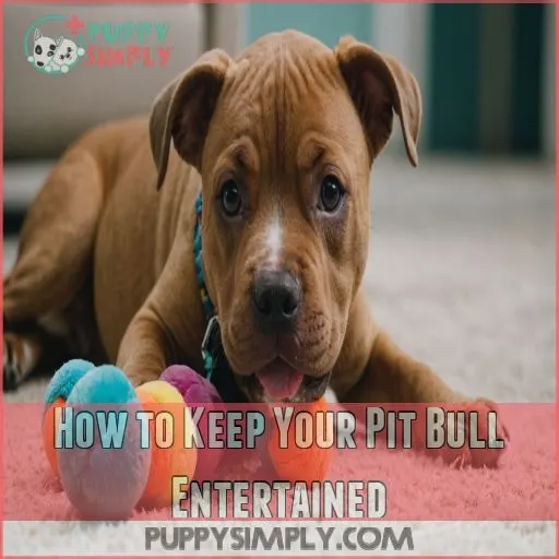 How to Keep Your Pit Bull Entertained