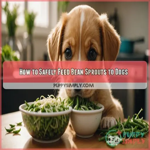 How to Safely Feed Bean Sprouts to Dogs