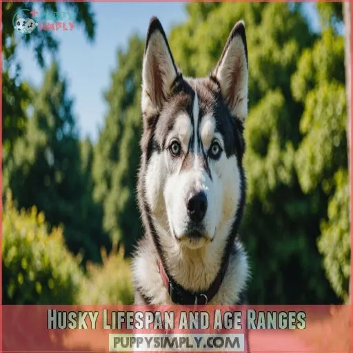 Husky Lifespan and Age Ranges