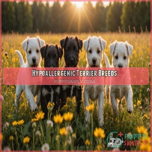 Hypoallergenic Terrier Breeds