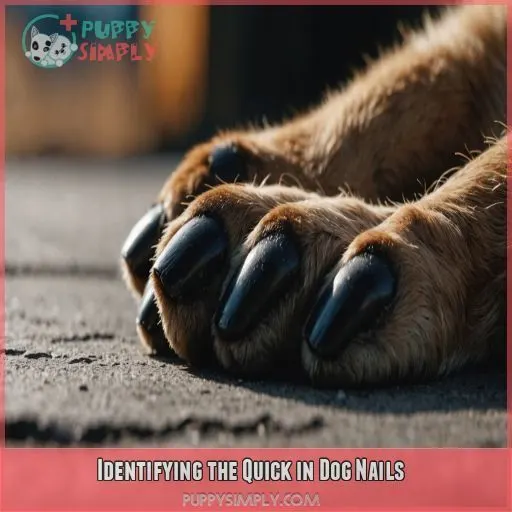 Identifying the Quick in Dog Nails