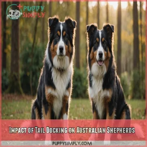 Impact of Tail Docking on Australian Shepherds