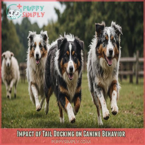 Impact of Tail Docking on Canine Behavior