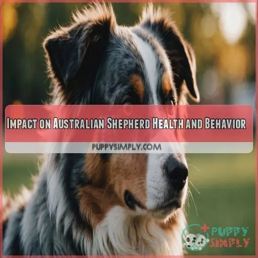 Impact on Australian Shepherd Health and Behavior