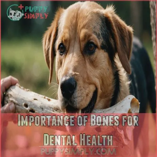 Importance of Bones for Dental Health