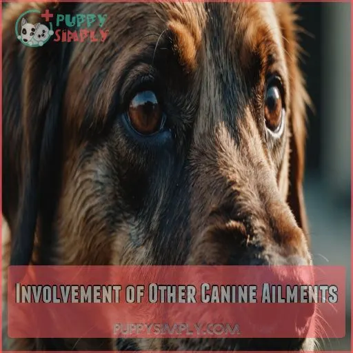 Involvement of Other Canine Ailments