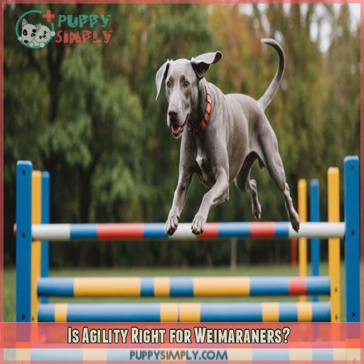 Is Agility Right for Weimaraners