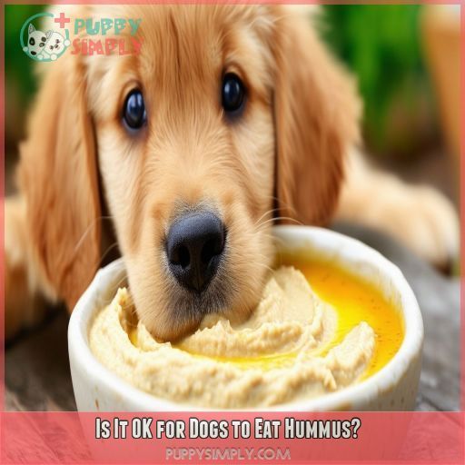 Is It OK for Dogs to Eat Hummus