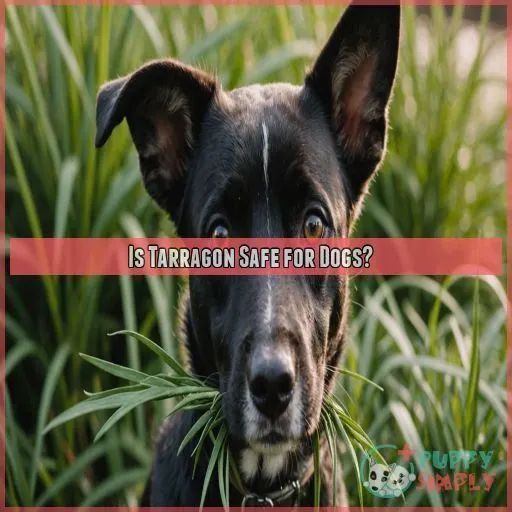 Is Tarragon Safe for Dogs