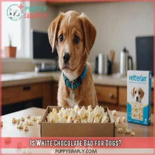 Is White Chocolate Bad for Dogs