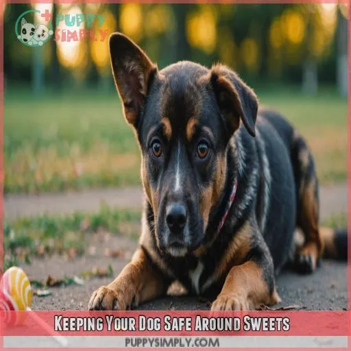 Keeping Your Dog Safe Around Sweets