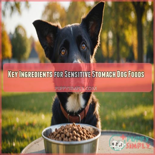 Key Ingredients for Sensitive Stomach Dog Foods