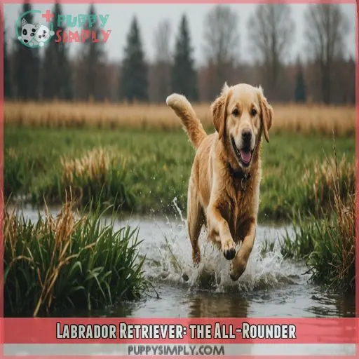 Labrador Retriever: the All-Rounder