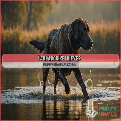 Labrador Retriever Labrador Retriever