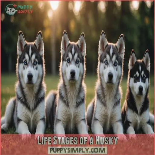 Life Stages of a Husky