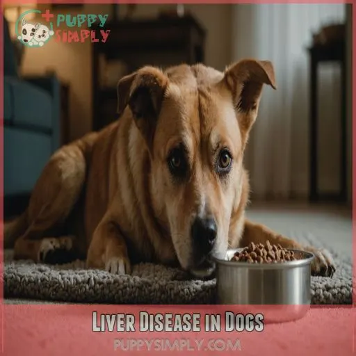 Liver Disease in Dogs