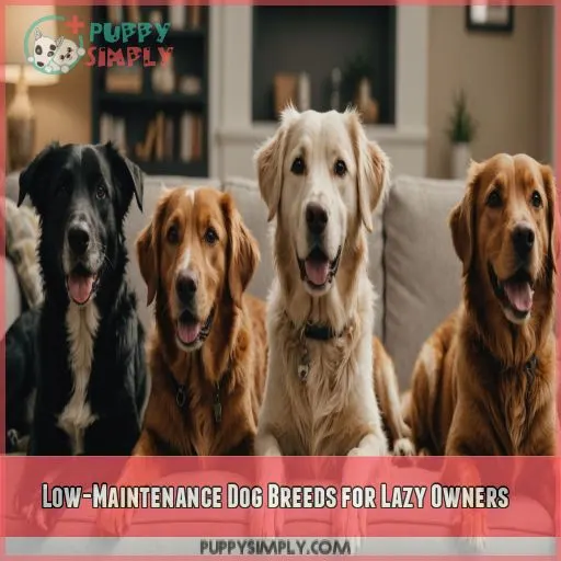 Low-Maintenance Dog Breeds for Lazy Owners