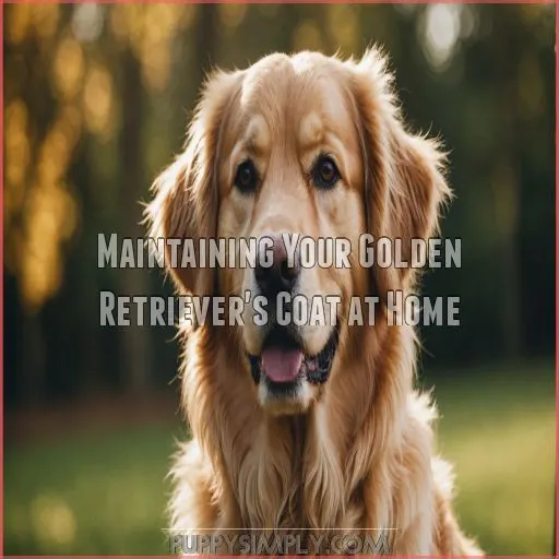 Maintaining Your Golden Retriever