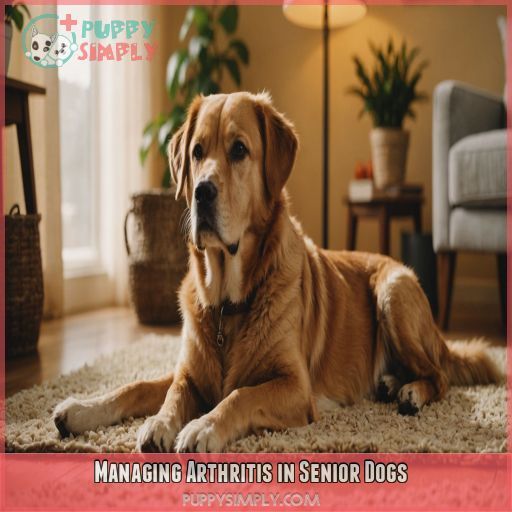 Managing Arthritis in Senior Dogs