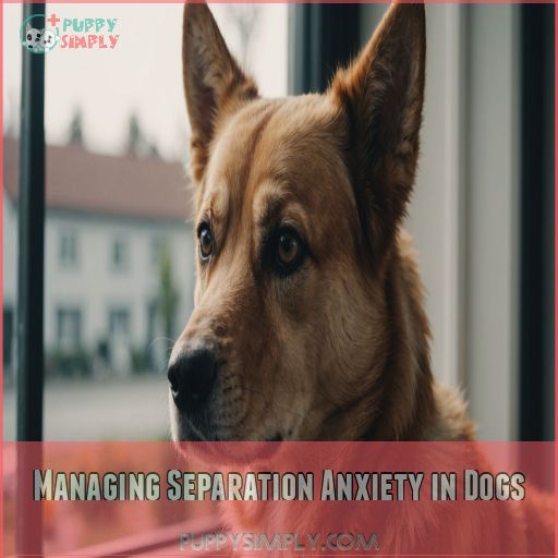 Managing Separation Anxiety in Dogs