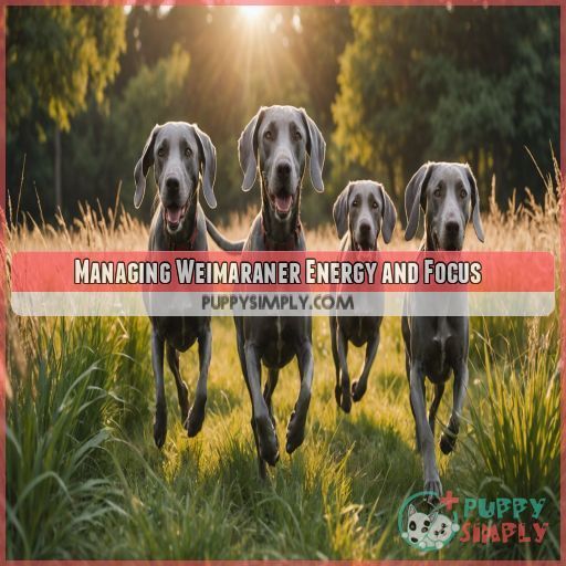 Managing Weimaraner Energy and Focus