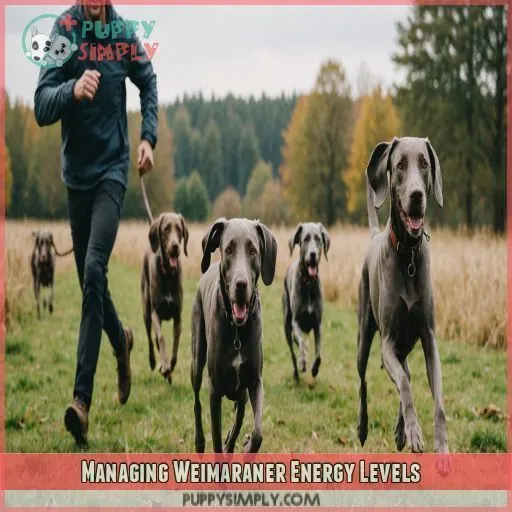 Managing Weimaraner Energy Levels