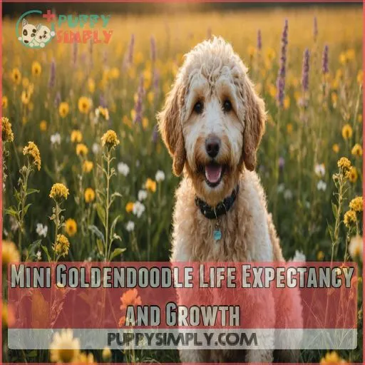 Mini Goldendoodle Life Expectancy and Growth