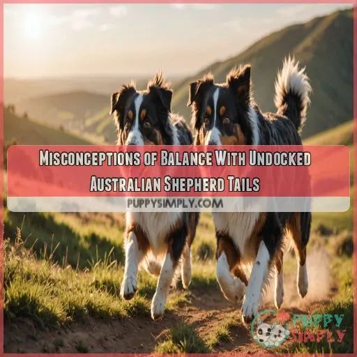 Misconceptions of Balance With Undocked Australian Shepherd Tails