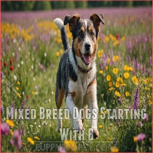 Mixed Breed Dogs Starting With B