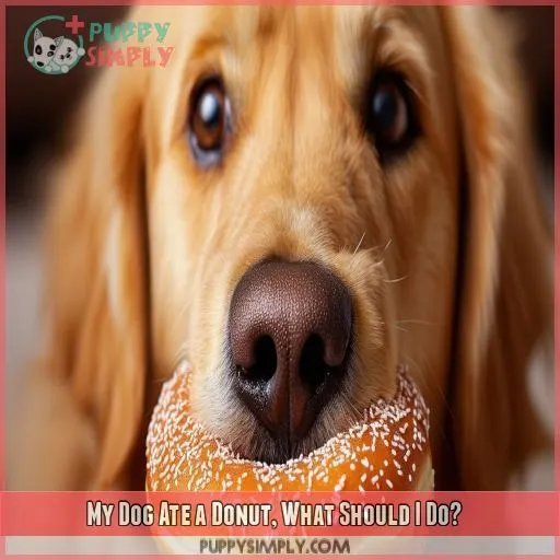 My Dog Ate a Donut, What Should I Do