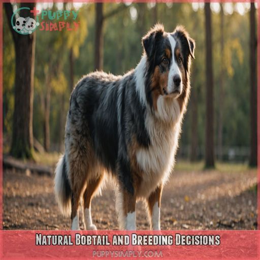 Natural Bobtail and Breeding Decisions