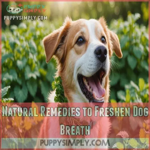 Natural Remedies to Freshen Dog Breath