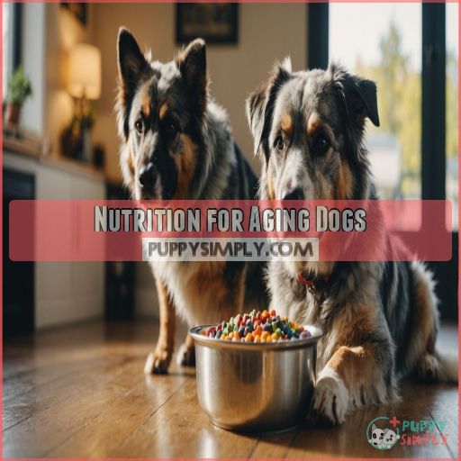 Nutrition for Aging Dogs