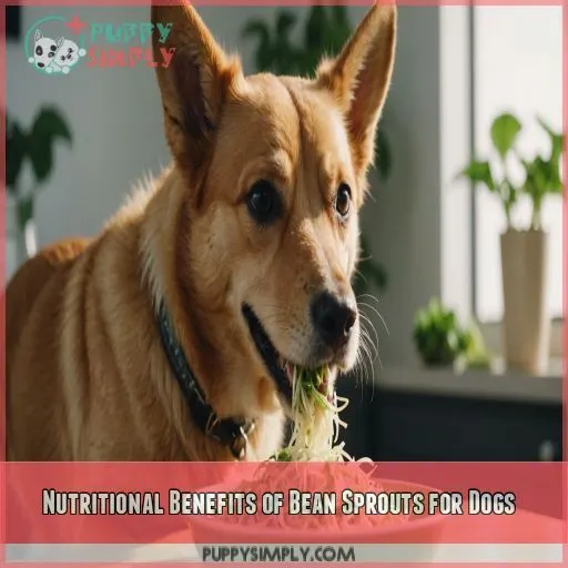 Nutritional Benefits of Bean Sprouts for Dogs