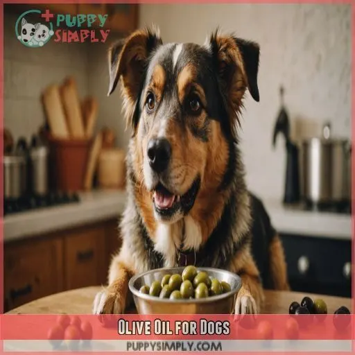 Olive Oil for Dogs