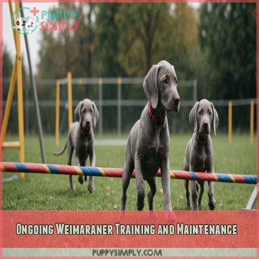 Ongoing Weimaraner Training and Maintenance