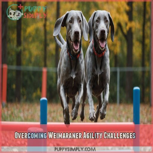 Overcoming Weimaraner Agility Challenges