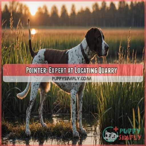 Pointer: Expert at Locating Quarry Pointer: Expert at Locating Quarry
