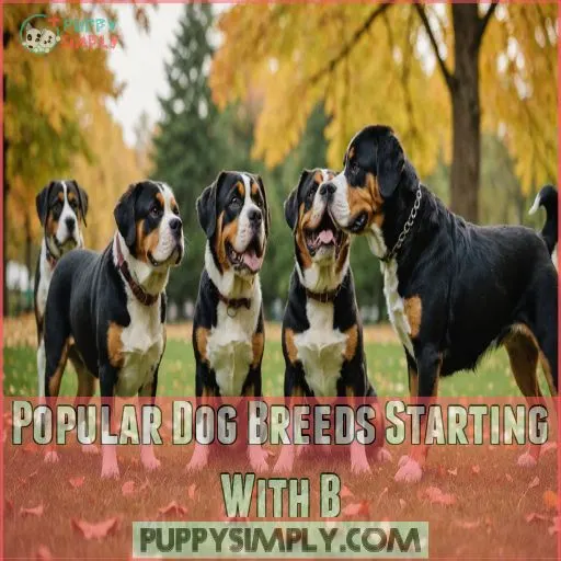 Popular Dog Breeds Starting With B