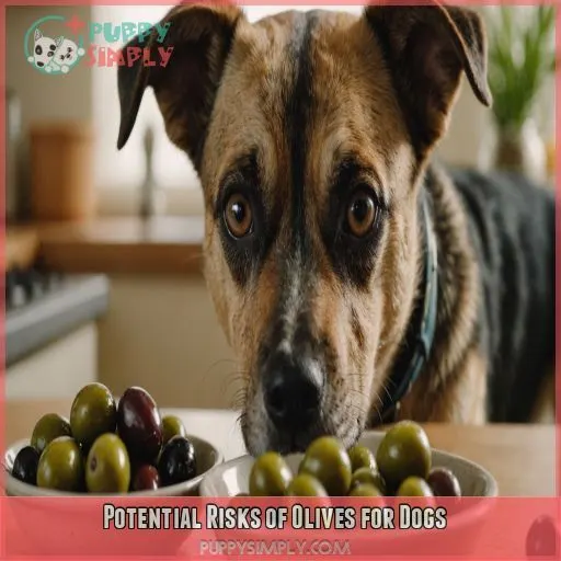 Potential Risks of Olives for Dogs