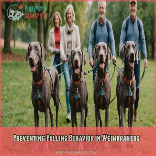 Preventing Pulling Behavior in Weimaraners