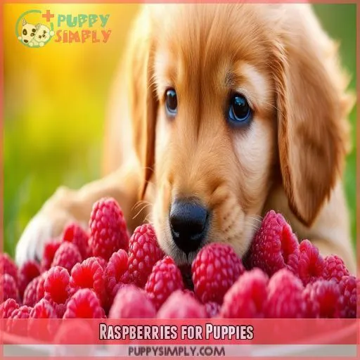 Raspberries for Puppies