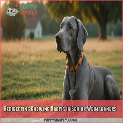 Redirecting Chewing Habits in Senior Weimaraners