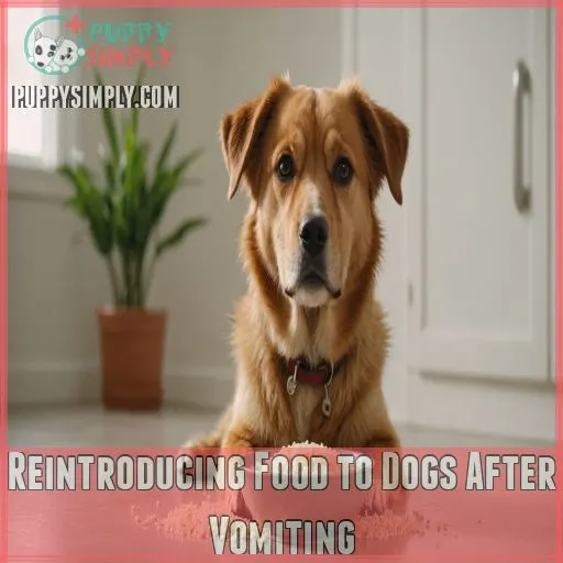 Reintroducing Food to Dogs After Vomiting