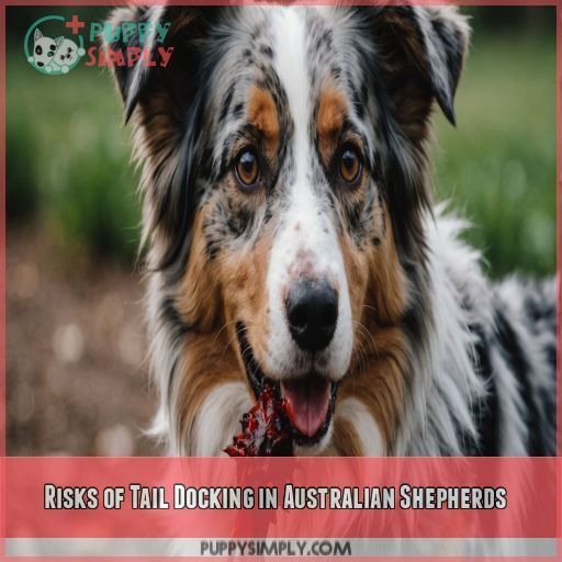 Risks of Tail Docking in Australian Shepherds Risks of Tail Docking in Australian Shepherds