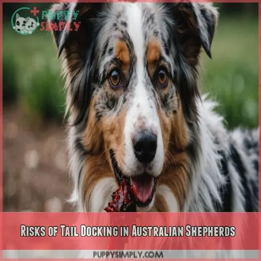 Risks of Tail Docking in Australian Shepherds