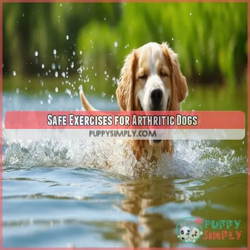 Safe Exercises for Arthritic Dogs