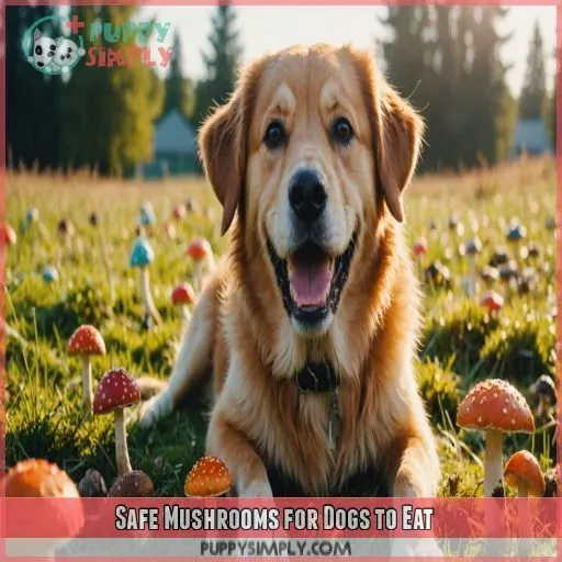 Safe Mushrooms for Dogs to Eat