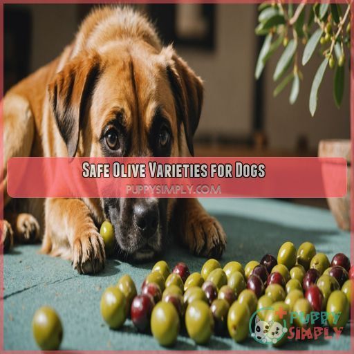 Safe Olive Varieties for Dogs